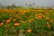 Vast field of orange marigold flowers at valley of flowers, Khirai, West Bengal, India.