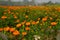 Vast field of orange marigold flowers at valley of flowers, Khirai, West Bengal, India.