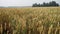 Vast field of ripe wheat plants. Growing wheat crop. Grain harvest ripens in summer. Agricultural business concept