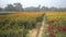 Vast field of yellow marigold flowers at valley of flowers, Khirai, West Bengal, India.