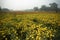 Vast field of yellow marigold flowers at valley of flowers, Khirai, West Bengal, India.
