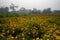 Vast field of yellow marigold flowers at valley of flowers, Khirai, West Bengal, India.
