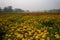 Vast field of yellow marigold flowers at valley of flowers, Khirai, West Bengal, India.