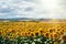 A vast field of yellow sunflowers.