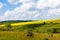 Vast fields of daisies and flowering mustard in Russia