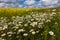 Vast fields of daisies and flowering mustard in Russia