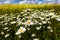 Vast fields of daisies and flowering mustard in Russia