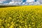 Vast fields of daisies and flowering mustard in Russia