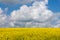 Vast fields of daisies and flowering mustard in Russia