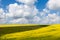 Vast fields of daisies and flowering mustard in Russia