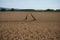 Vast golden wheat field