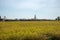 A vast golden yellow rice field view And there is a large Buddha statue at the back Under the blue sky