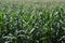 Vast green corn field