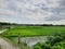 VAST GREEN PADDY CORN FIELD,A ZIGZAG ROAD,PALE CLOUDY SKY