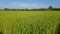vast and green rice fields smell of young rice in the rice field,
