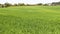 The vast landscape of green barley fields in spring breeze.