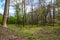 Vast lush green trees in the forest surrounded by yellow flowers and lush green grass with blue sky and clouds