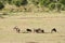 Vast open Savanna grassland at Masai Mara