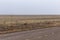 Vast open yellow field dotted with telephone poles and vintage barbwire fences in New Mexico on cloudy day