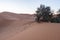 The vast orange dunes of the Sahara desert and its barren vegetation