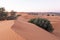 The vast orange dunes of the Sahara desert and its barren vegetation