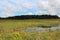 A vast prairie filled with wildflowers and grasses surrounding a pond leading to the woods on a summer day