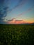 The vast rapeseed blossoms under the sunset