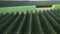 Vast rows of fruitless trees covered with shading net