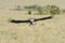 Vast Savanna grassland and a landing African White-backed Vulture