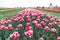 Vast sea of flowers. Flowers blossoming in tulip field. Tulip flowers in spring. Flowers with pink bulbs and green