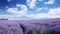 A vast and serene lavender field stretching out into the distance, mountains and a bright sky in the background