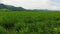 Vast Sugarcane Fields 06