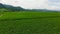 Vast Sugarcane Fields 07