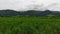 Vast Sugarcane Fields 09