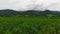 Vast Sugarcane Fields 10