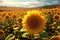 Vast sunflower field, symbolizing the abundance and natural source of sunflower seed protein production. Generative AI