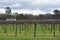 Vast vineyard during a cloudy day