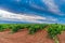 Vast vineyard and modern windmills under cloudy sky