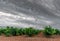 Vast vineyard and modern windmills under gray sky