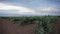 Vast vineyard rows and modern widmills under the cloudy sky