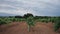 Vast vineyard rows under the cloudy sky