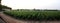 Vast vineyards on the outskirts of the town, panoramic view at sunset, Azeitao, Portugal