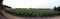 Vast vineyards on the outskirts of the town, panoramic view at sunset, Azeitao, Portugal