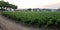 Vast vineyards on the outskirts of the town, view at sunset, Azeitao, Portugal