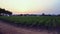 Vast vineyards on the outskirts of the town, view at sunset, Azeitao, Portugal