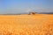 Vast Wheat Field