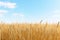 Vast Wheat Field Abounds With Growth