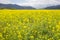 The vast yellow field and mountains in the distance.