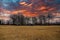 Vast yellow winter grass surrounded by bare winter trees with blue sky and clouds at Memphis Botanic Garden