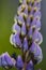 Vaste lupine, Garden Lupin, Lupinus polyphyllus